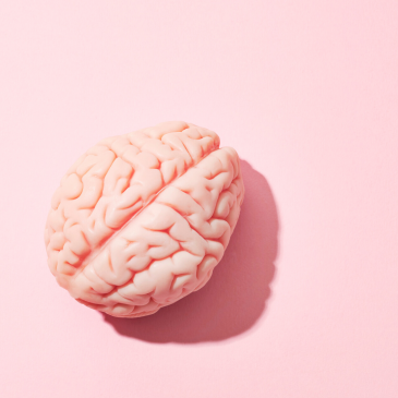 Cervello rosa di plastica